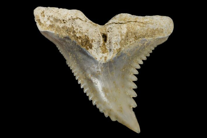 Snaggletooth Shark (Hemipristis) Tooth - Aurora, NC #179105